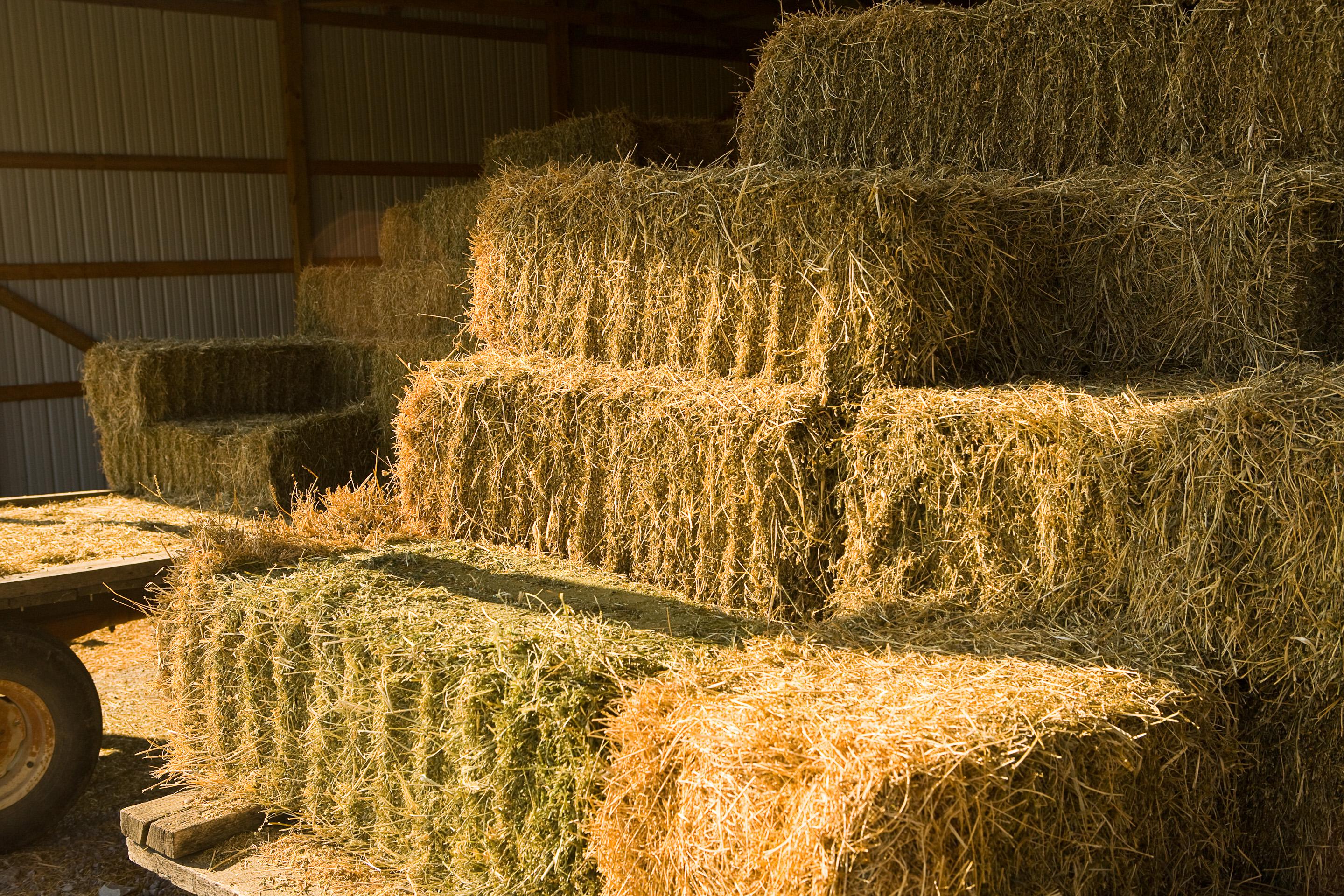 Stacks of hay