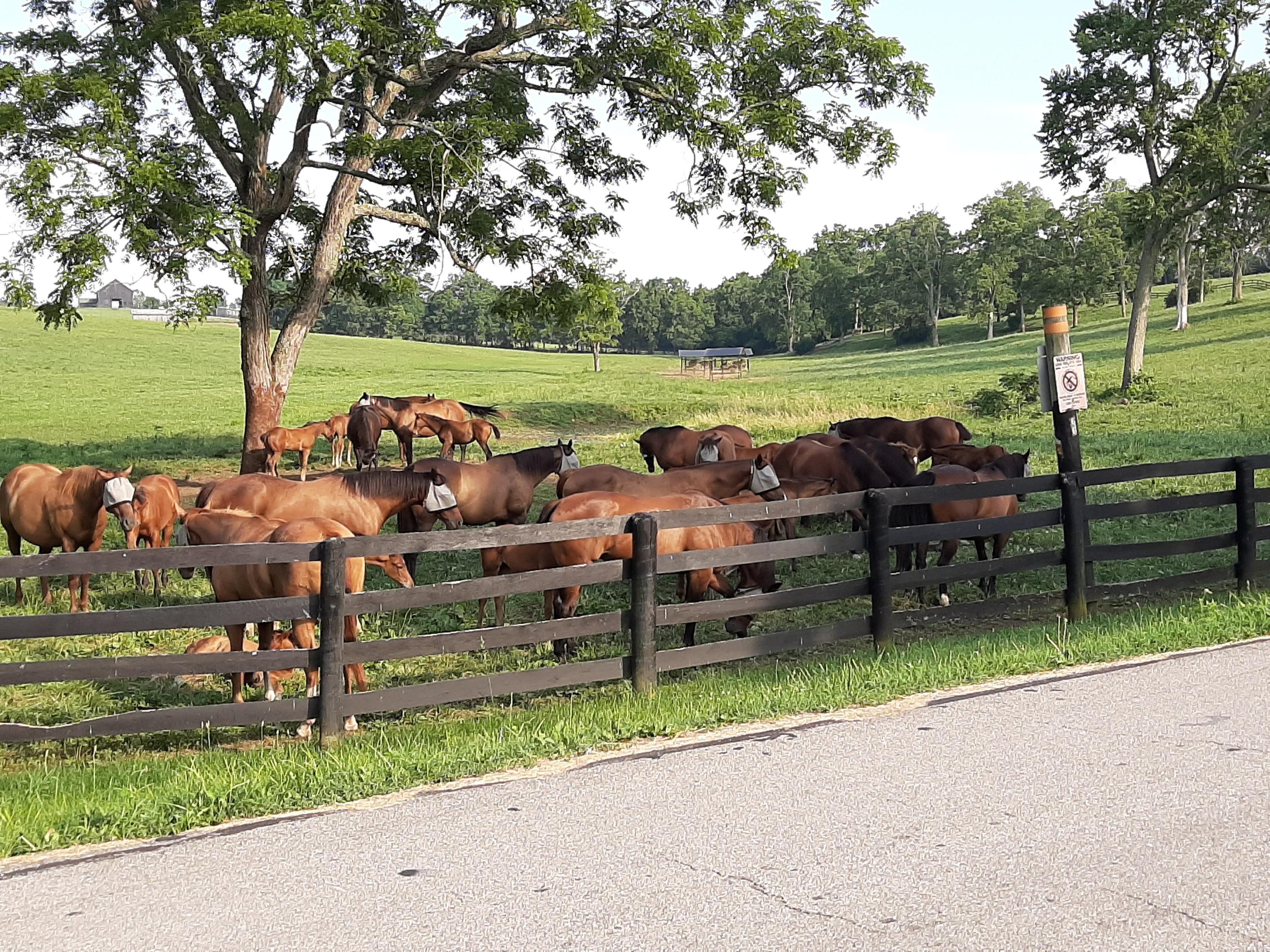 Multiple horses behind fence
