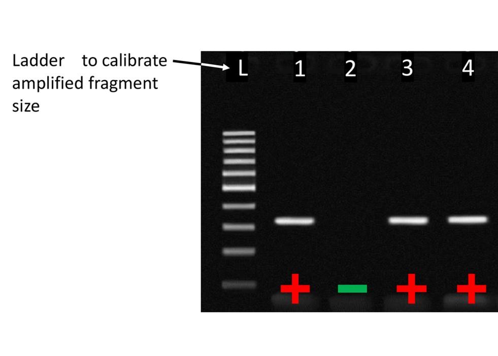 End point PCR gel electrophoresis showing the results of four samples tested
