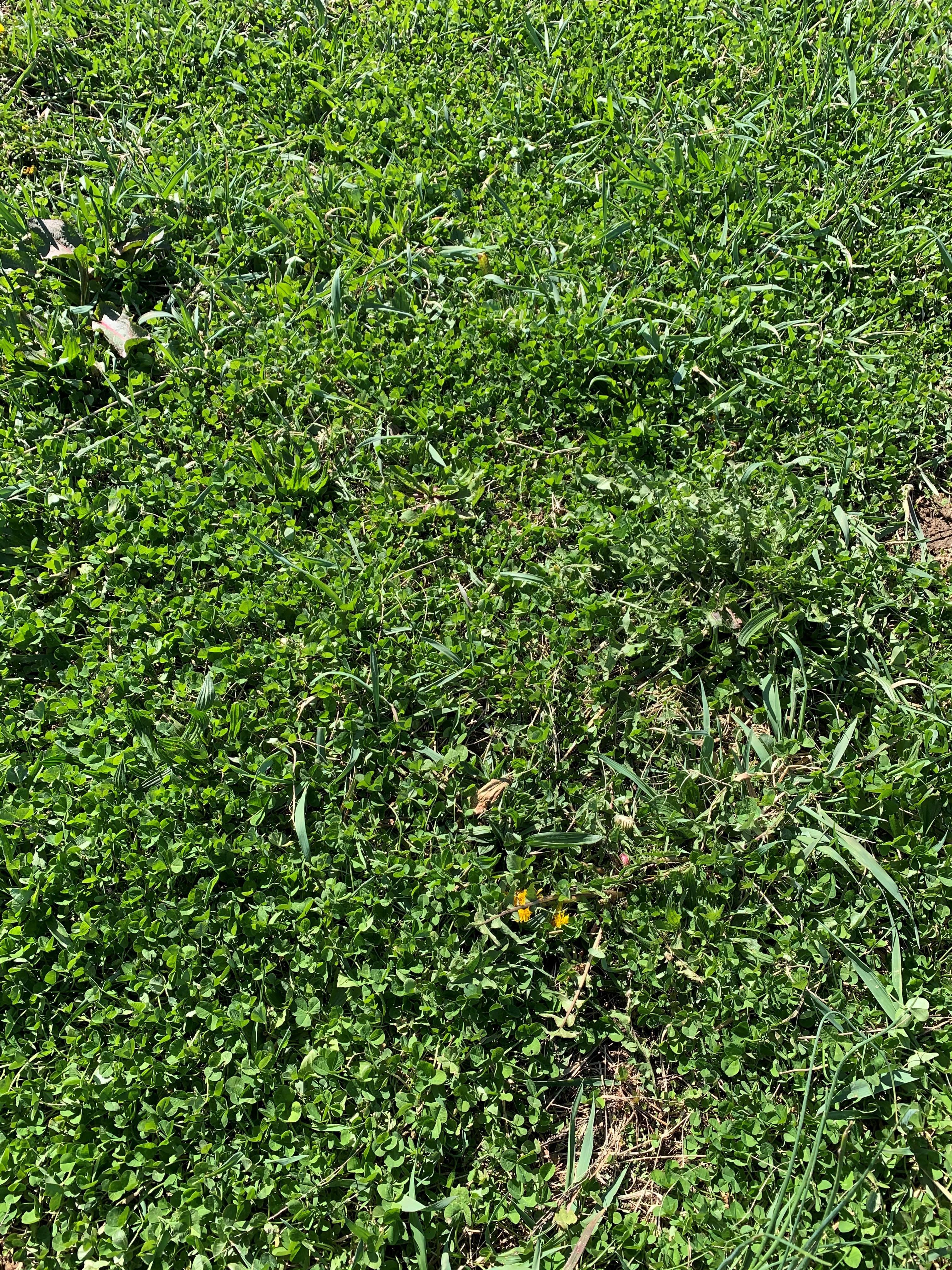 Thick stands of white clover are a clear indication of overgrazing, and likely the location of significant weed establishment in the near future.