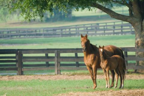 Two horses in the foreground, tree and fenceline in the background