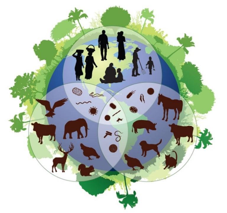 Graphic illustrating the One Health philosophy and triad among ecosystems