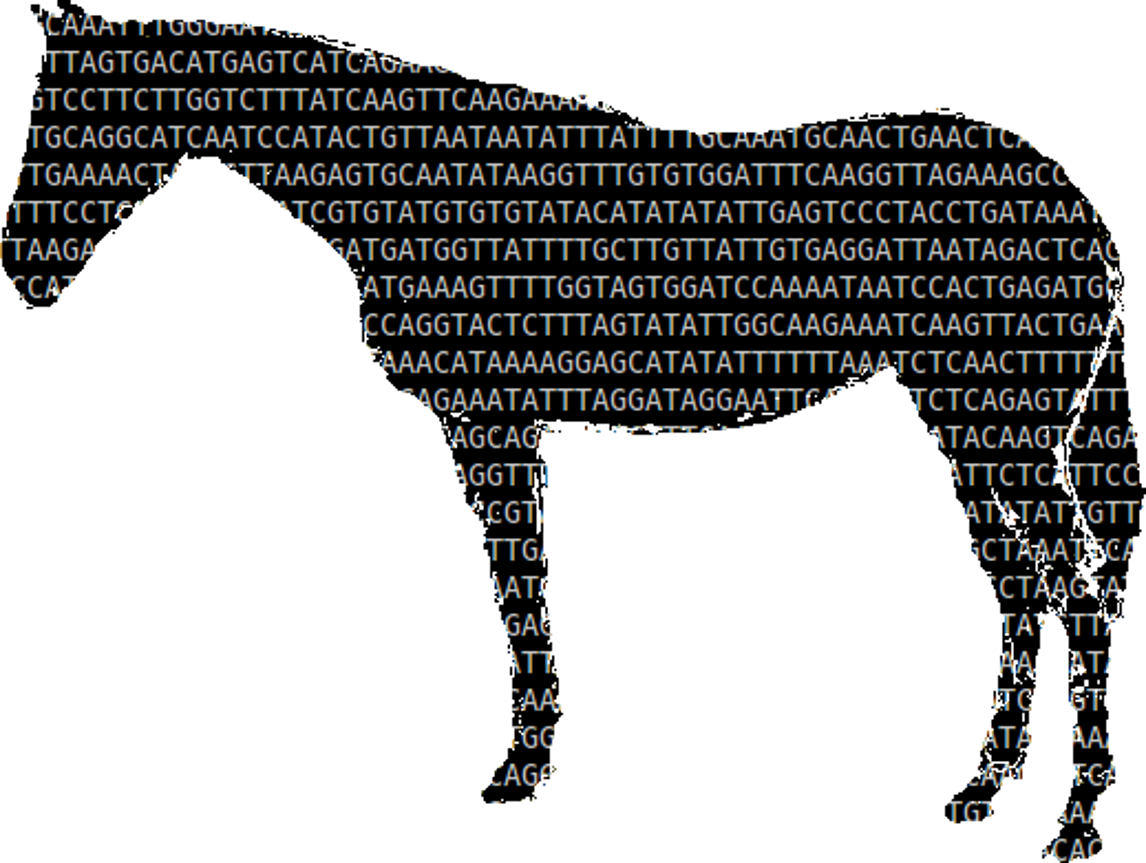Horse with genetic code overlayed