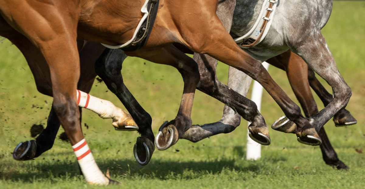 Horse feet run through a grass field