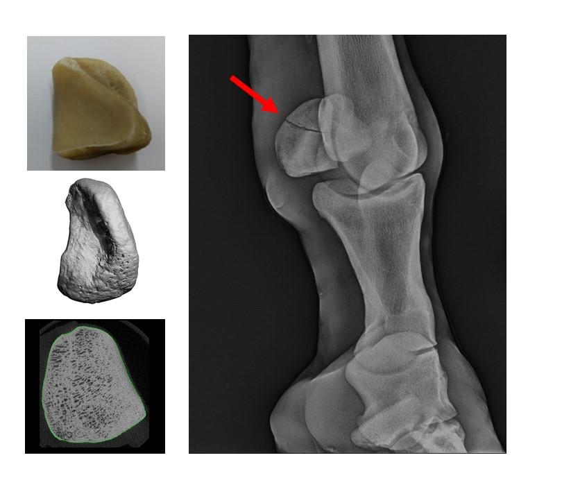 Studying normal proximal sesamoid development and structure to facilitate research on sesamoid bone fractures