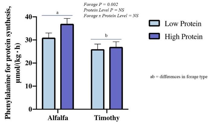 Figure 3: Data analyzing protein synthesis in yearlings fed alfalfa or timothy hay paired with a high or low protein concentrate, graphic courtesy Dr. Kristine Urschel.