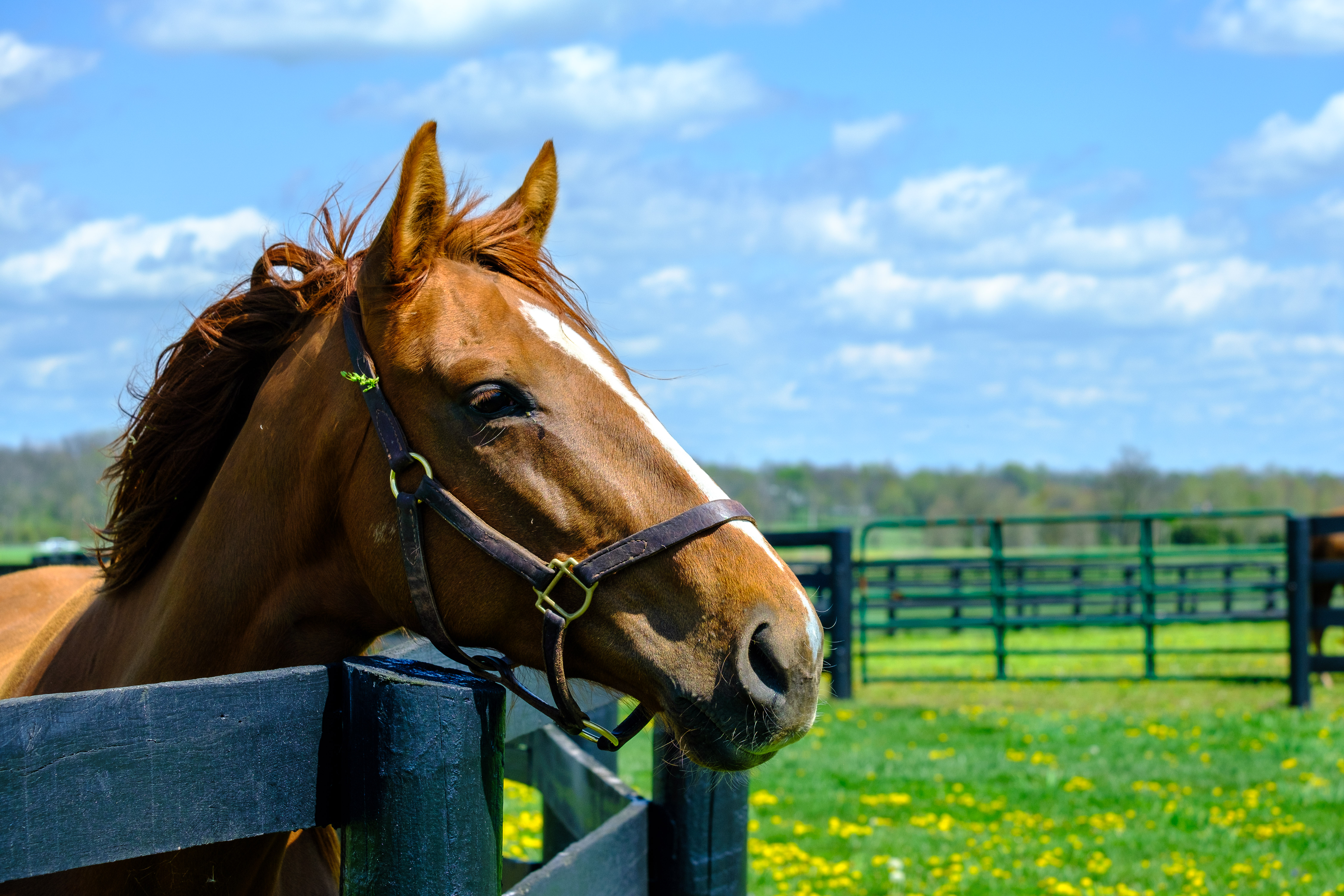 Horse_Pasture_Photo