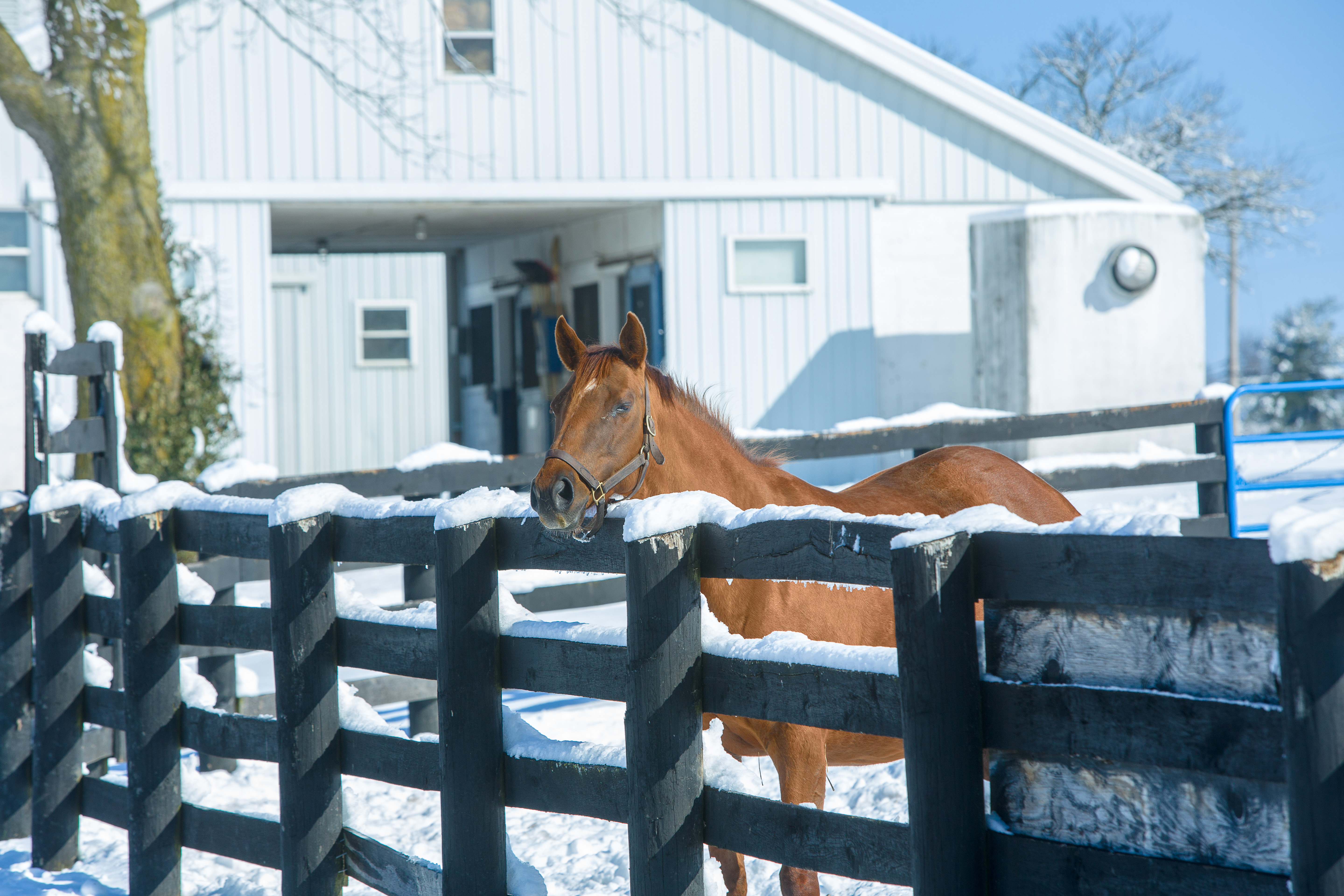 Ag_Comm_Maine_Chance_Horse_Winter