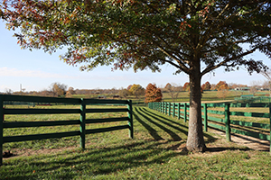 Tree and field