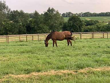 Horse in field