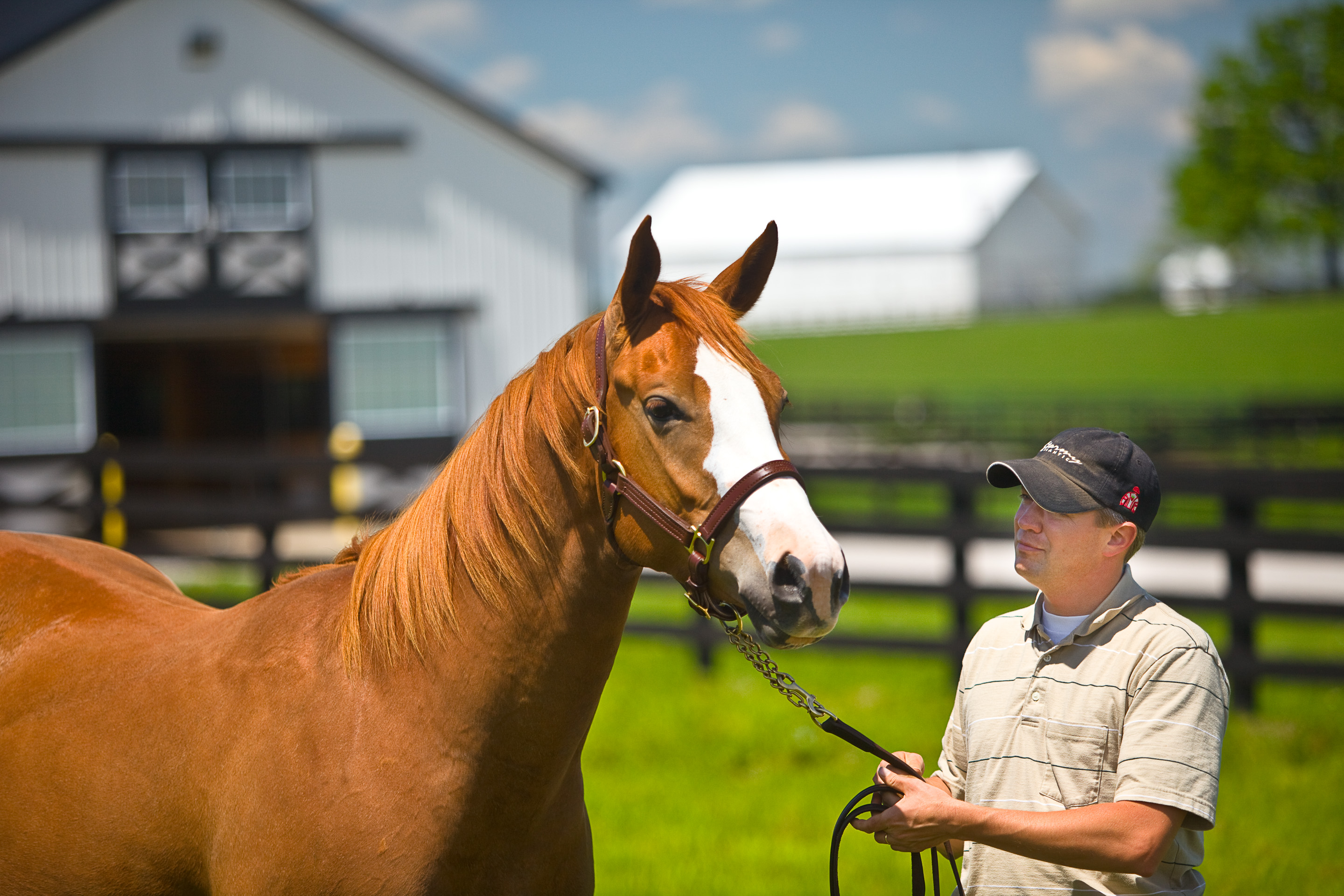 horse and human