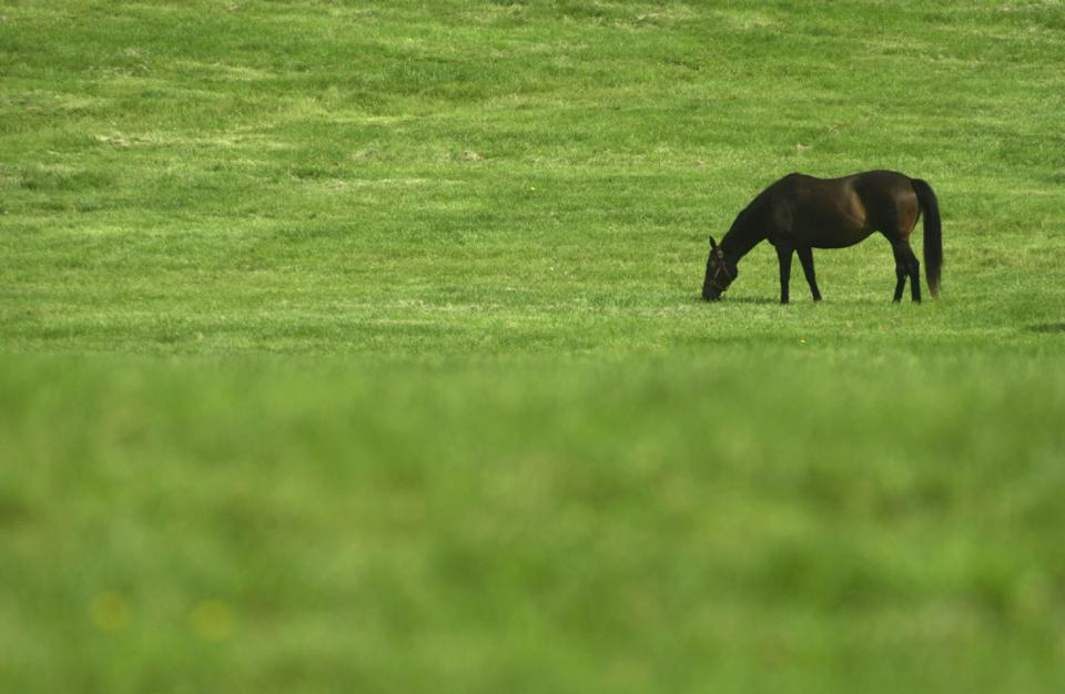 A brown horse on a pasture