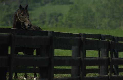Horse near a black fence
