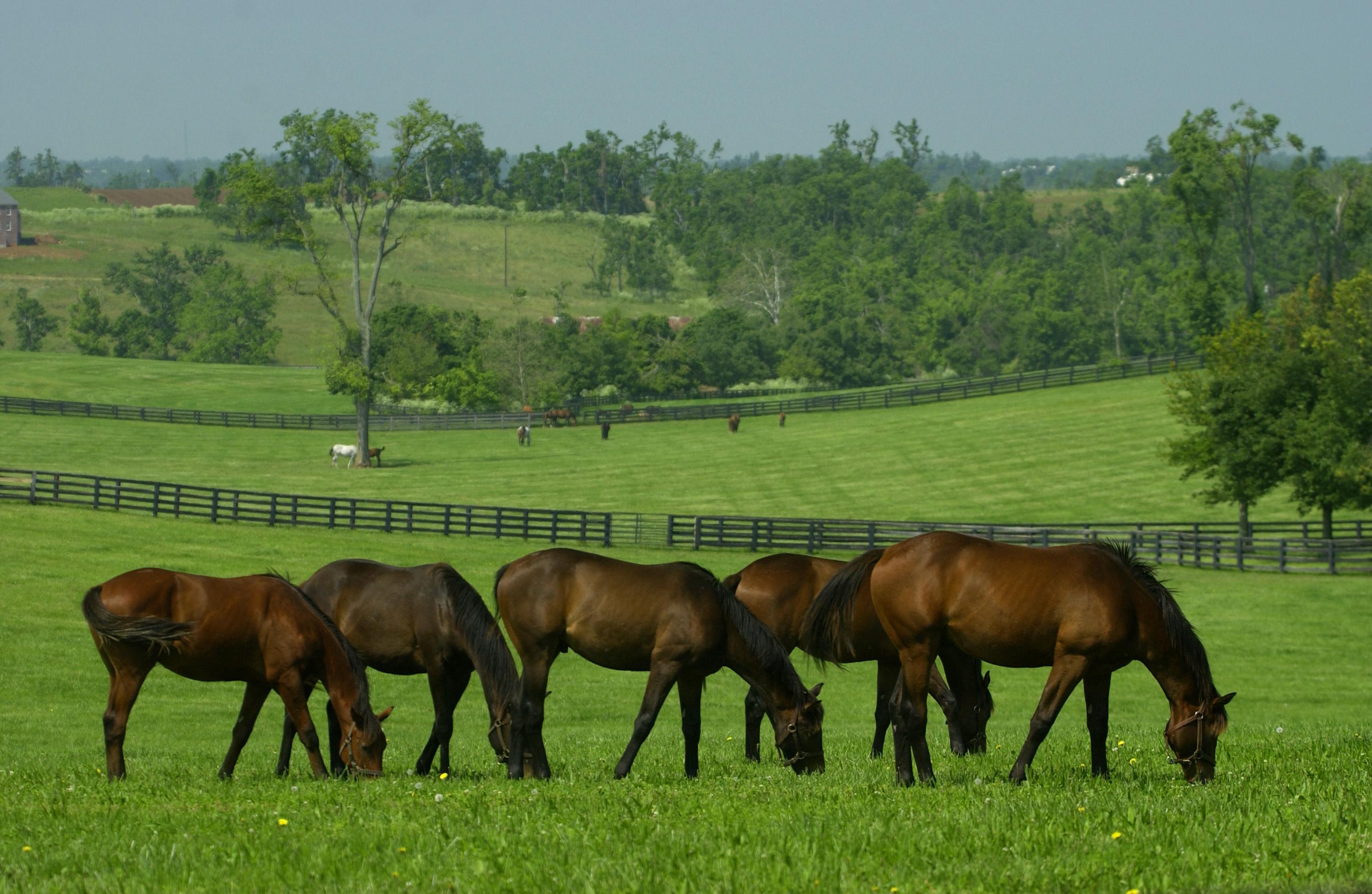 5 horses in a pasture