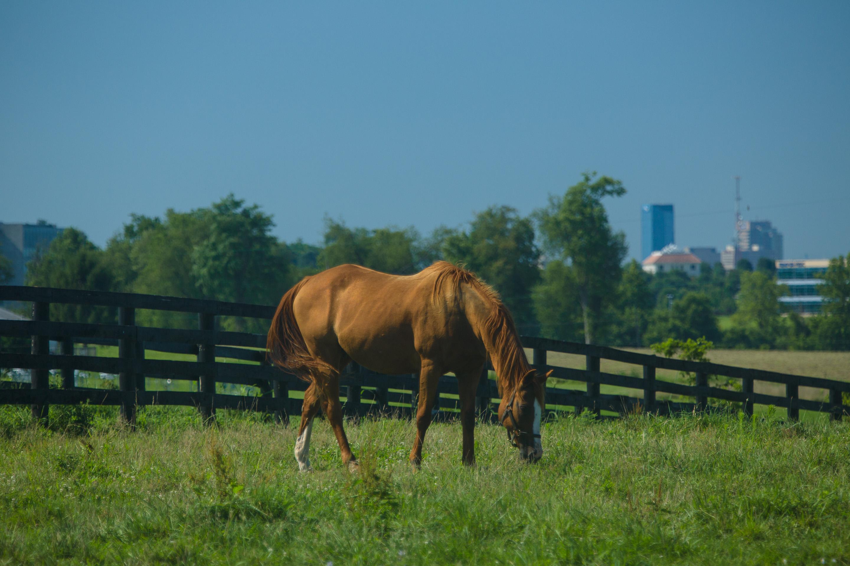 A horse grazing in the foreground, Lexington downtown in the background