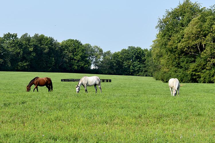Horses graze at Spendthrift Farm