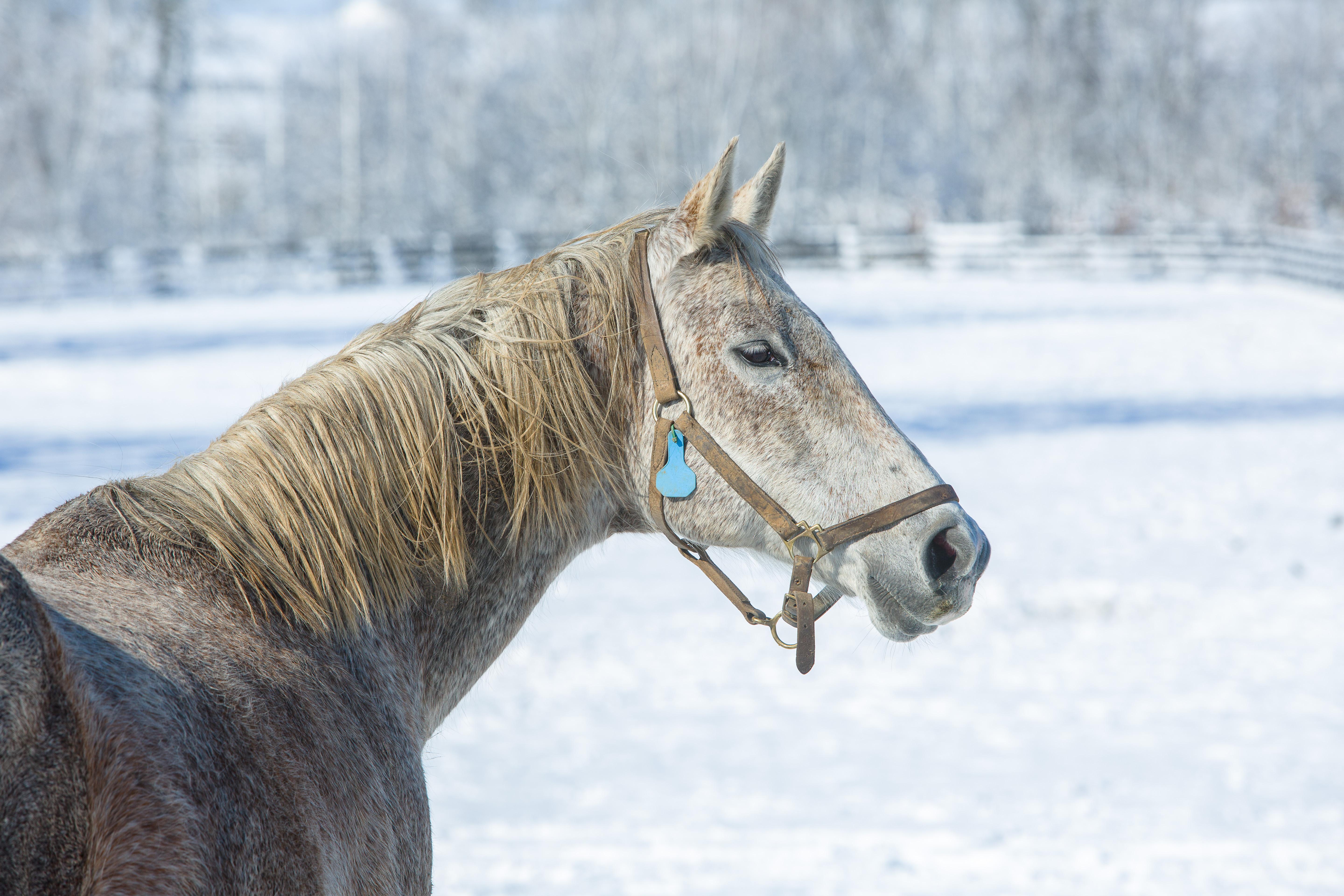 Horse in a snowy field