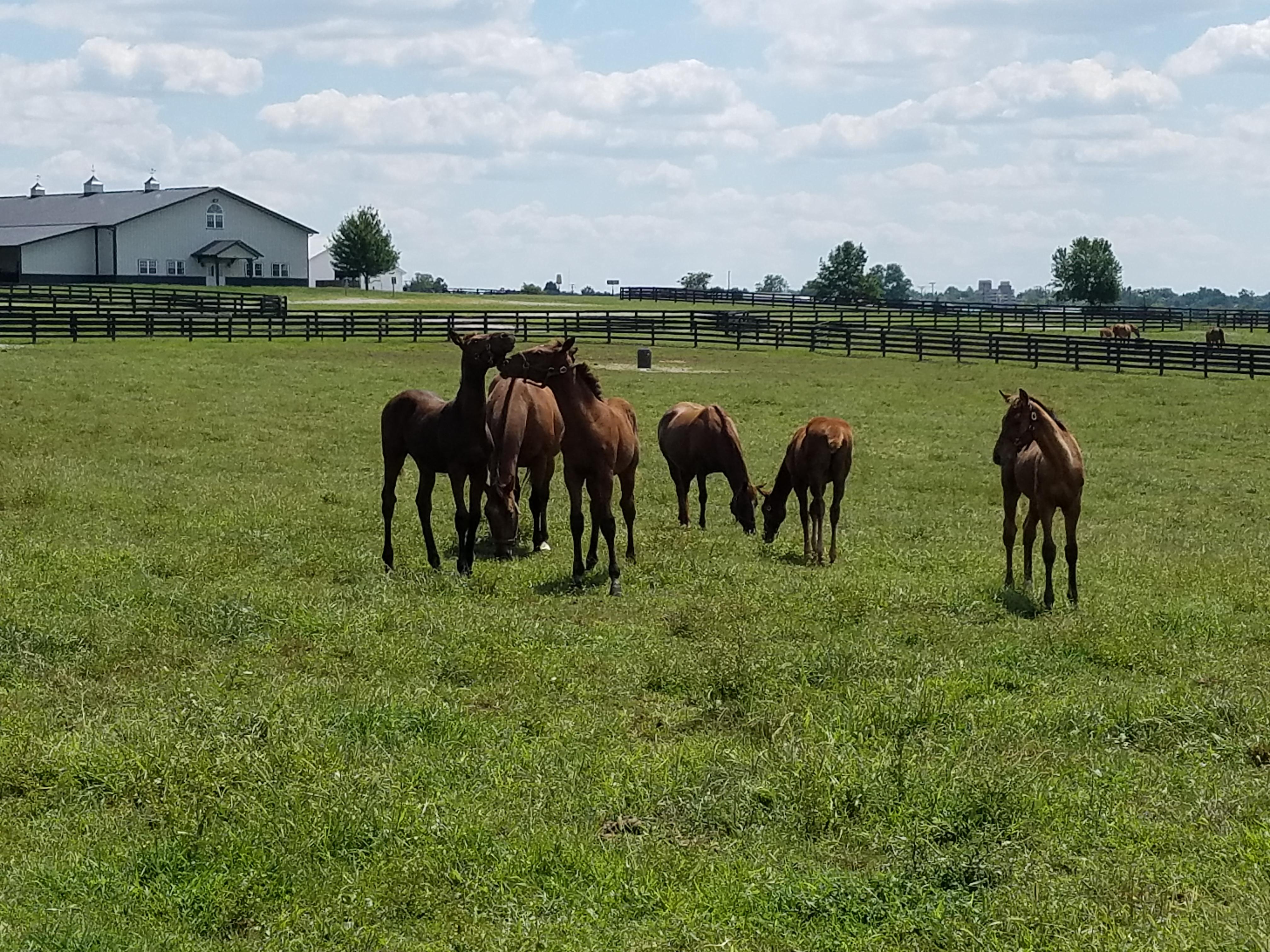 Weanlings on UK's Maine Chance Farm