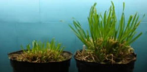 The orchardgrass plant on the left was clipped to one inch each week for 4 weeks to simulate continuous grazing. The plant on the right was clipped at three and a half inches monthly to simulate rotational grazing. Both were then allowed five days to regrow. The rotationally grazed plant had more root reserves and was able to recover, while the other was depleted of nutrients and struggled to produce any regrowth. Watch a video of the experiment here. | Photo: Courtesy Krista Lea