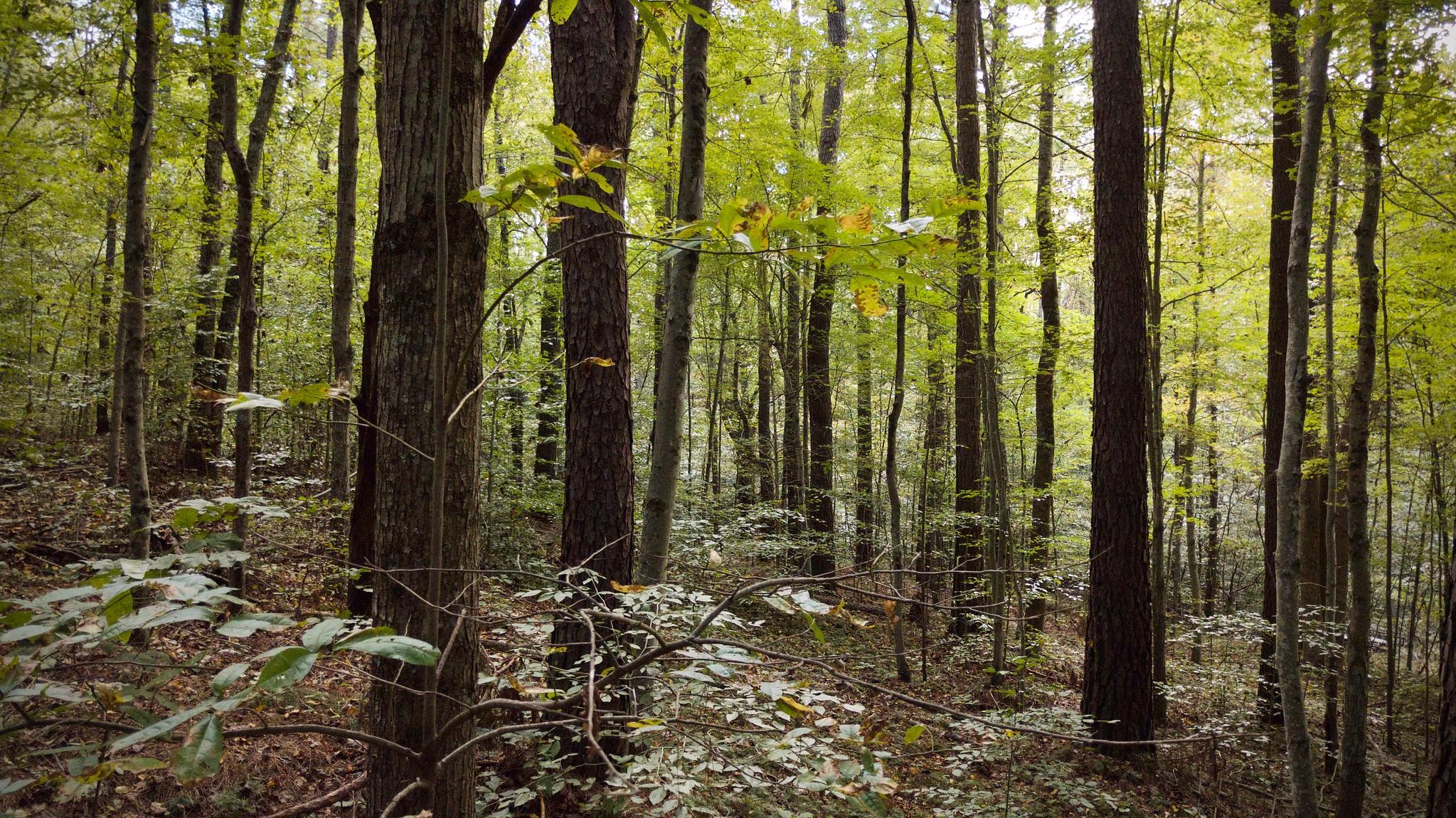 Dense forest