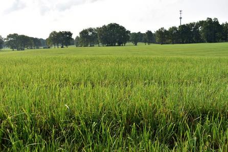 Thick, lush grasses grow on the renovated pasture at Spendthrift Farm