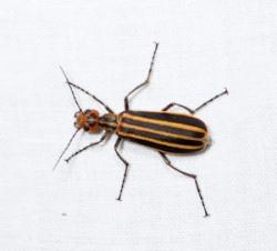 The three-striped blister beetle is one species attracted to alfalfa blossoms. | Photo Credit: Courtesy North Carolina Department of Agriculture and Consumer Services