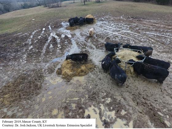Cows in mud in February 2019