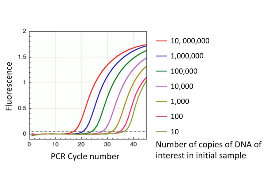 science-sleuths-the-science-that-shapes-diagnostic-tests-pcr-qpcr