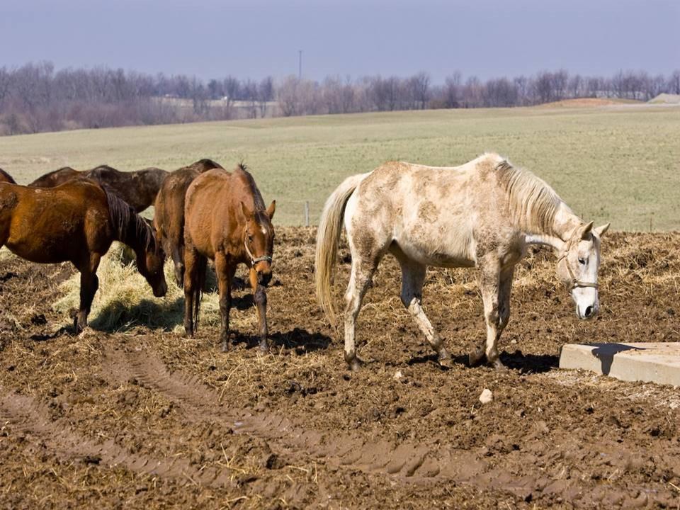 Horses in muddy conditions