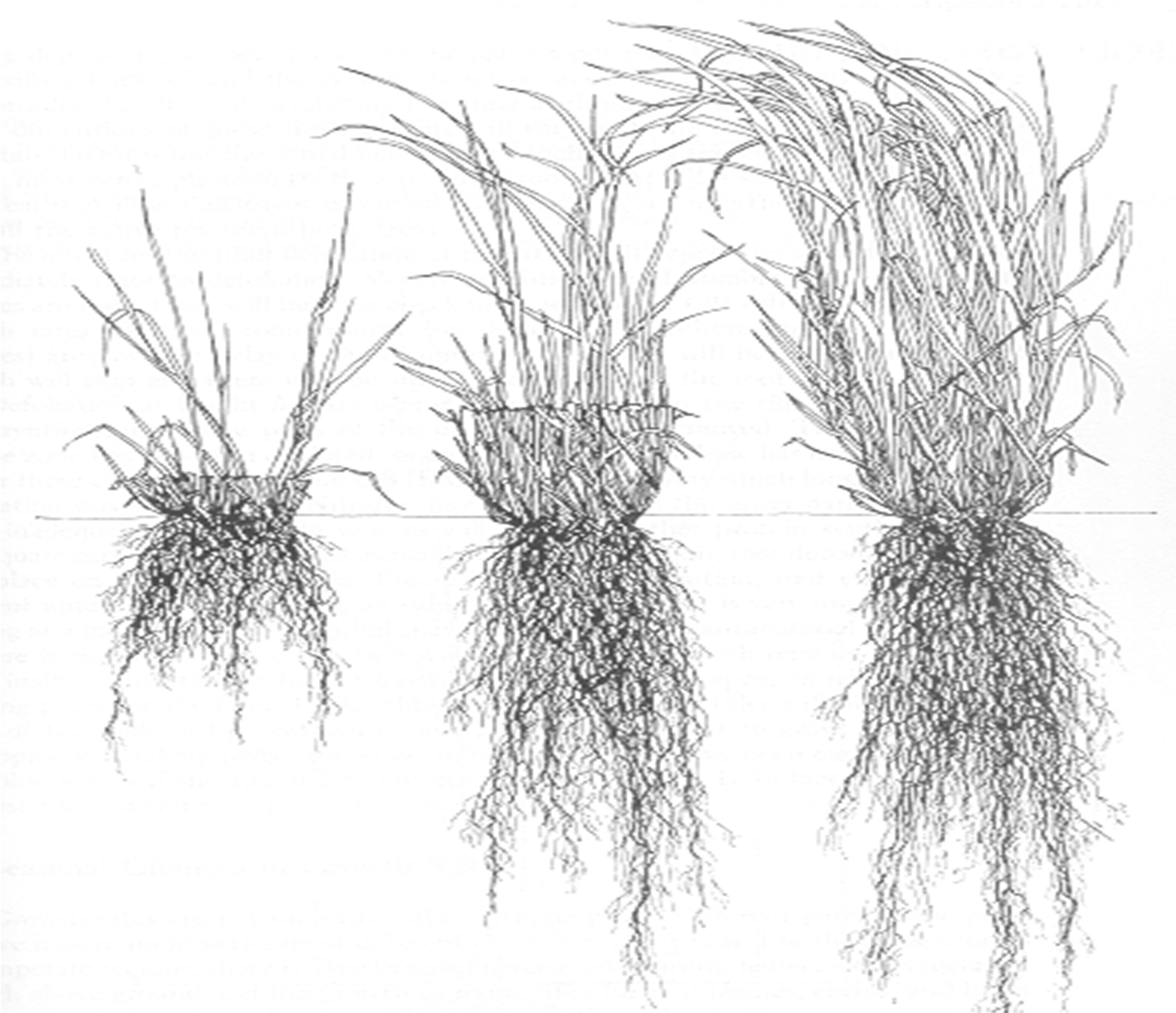 Illustration of three root systems