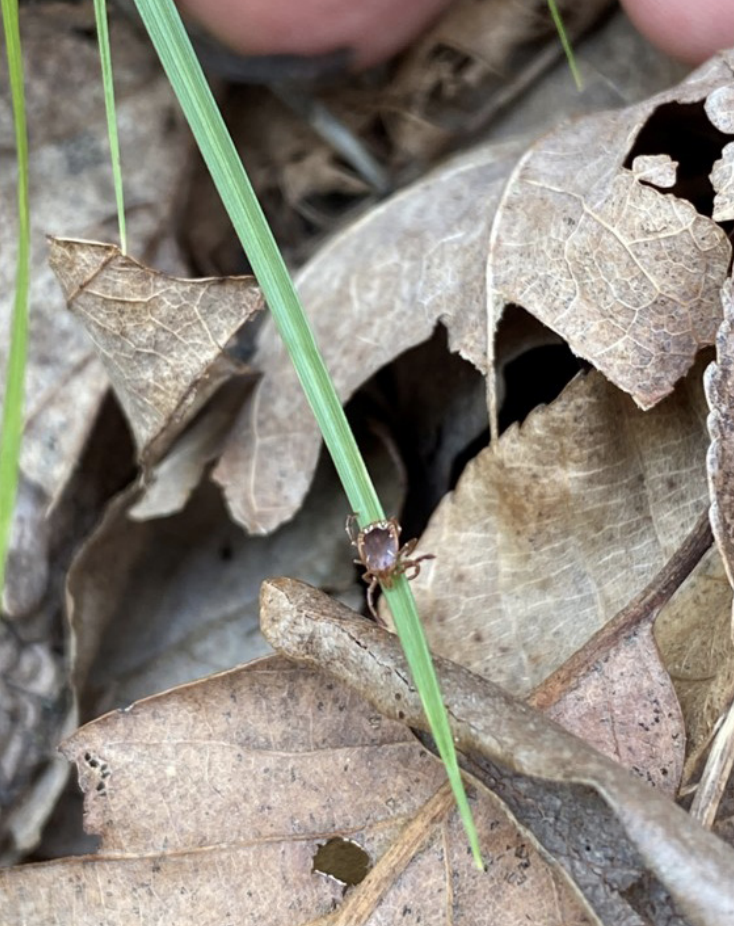 Ticks on grass/leaf pile