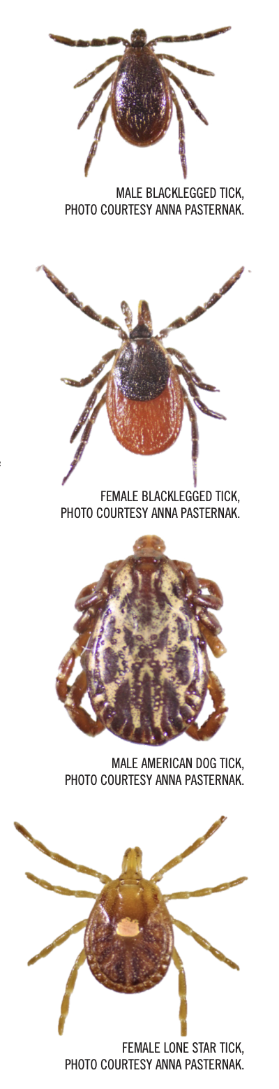 Ticks graphic