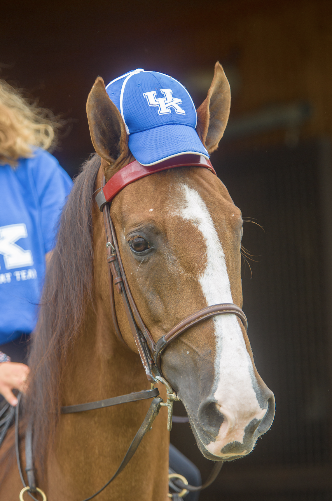 Horse with a blue UK hat
