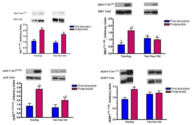 Figure 1: Data collected from yearling and 2-year-old horses analyzing the mTOR signaling pathway activation in a fasting state (blue bars) and a post high protein meal state (magenta bars).