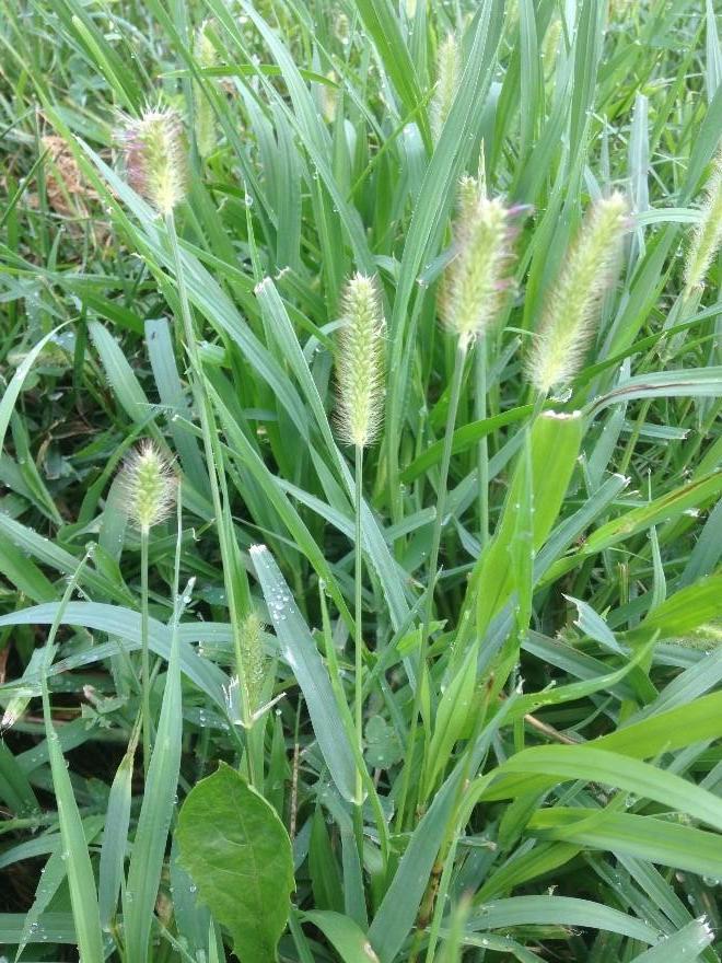 Yellow foxtail