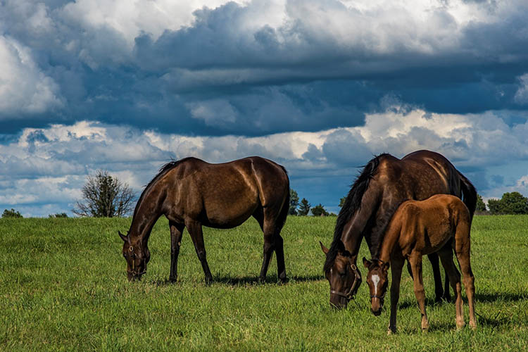 Horses on pasture