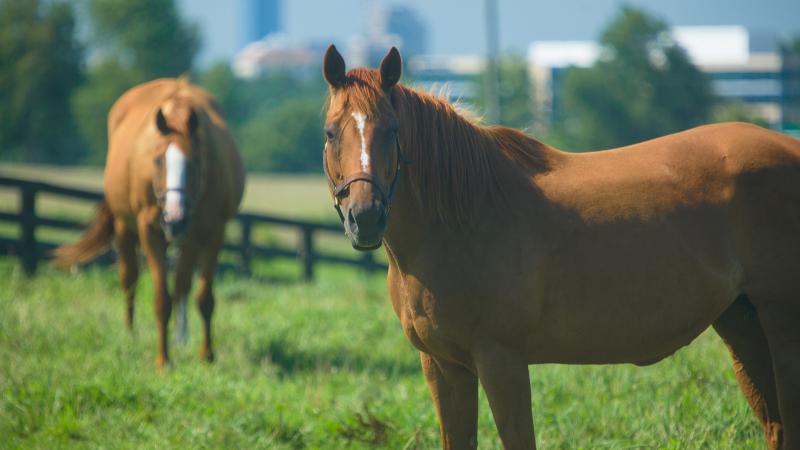 Horse in field 