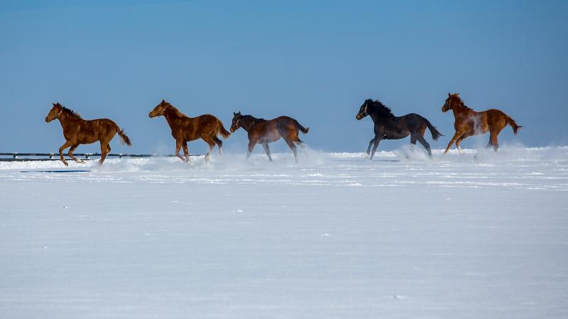 Horse_Pasture_Photo