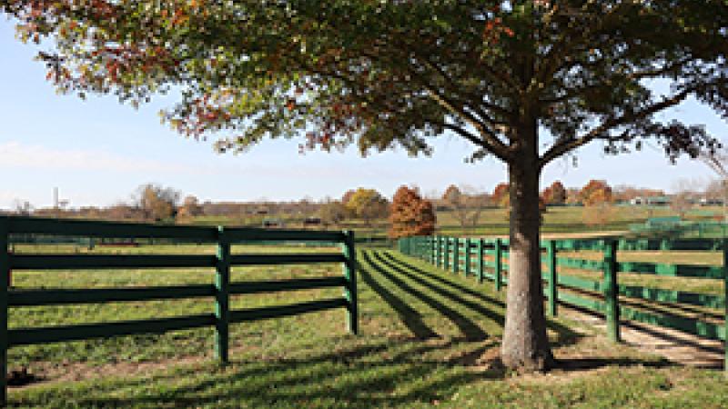 Tree and field 