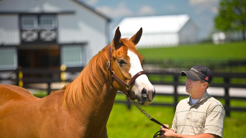 horse and human