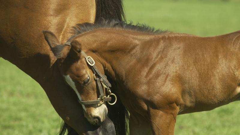 Mare with Foal