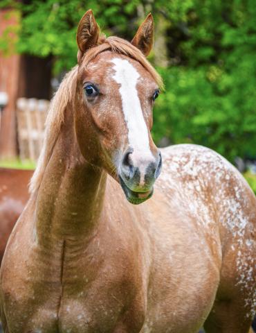 Youth Division Horses Only winning photo by Grace Gerbus